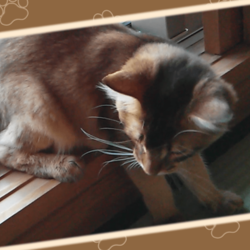 猫じゃらしでひとり遊びをするうちのソマリです