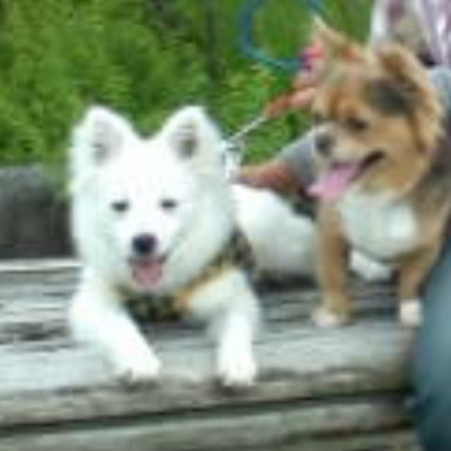 きのこの子のカバー写真