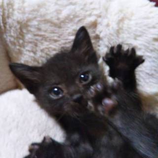 ぬいぐるみみたいな黒仔猫