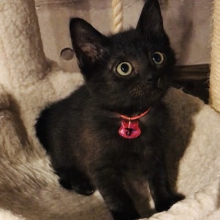 黒猫姉妹　好奇心旺盛な甘えん坊　ジュリちゃん