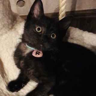 黒猫姉妹　ちょっぴり控えめな甘えん坊レンちゃん