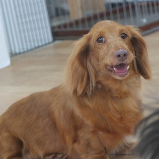 晴（ハル）ちゃん　６才