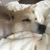 の写真