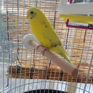 2歳のインコ、里親募集