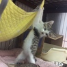 ターザンな子猫