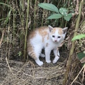 相談中☆家の裏に猫さん親子が現れました