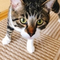 8ヶ月 子猫 ♂