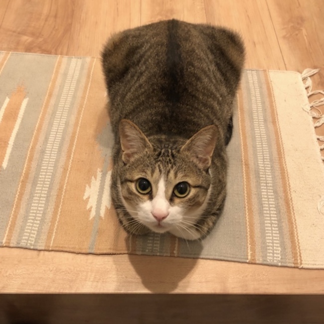 スモークツリー02のカバー写真