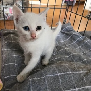 ブルーアイの可愛い白猫☆姫ちゃん☆