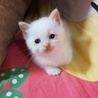 ふわもこ可愛いシャム風洋風猫ちゃん里親様募集。 サムネイル2