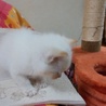 ふわもこ可愛いシャム風洋風猫ちゃん里親様募集。 サムネイル3