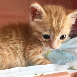 里親決定。溝に捨てられていた子猫☆あそ坊くん