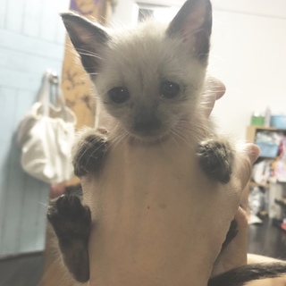 里親募集！かわいいタレ目のシャム仔猫