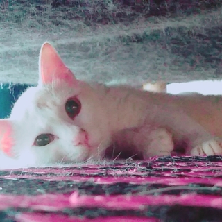美猫パールくんがあなたを待っています♪