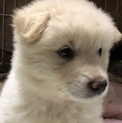 モフモフの白熊のぬいぐるみみたいな太陽君です。