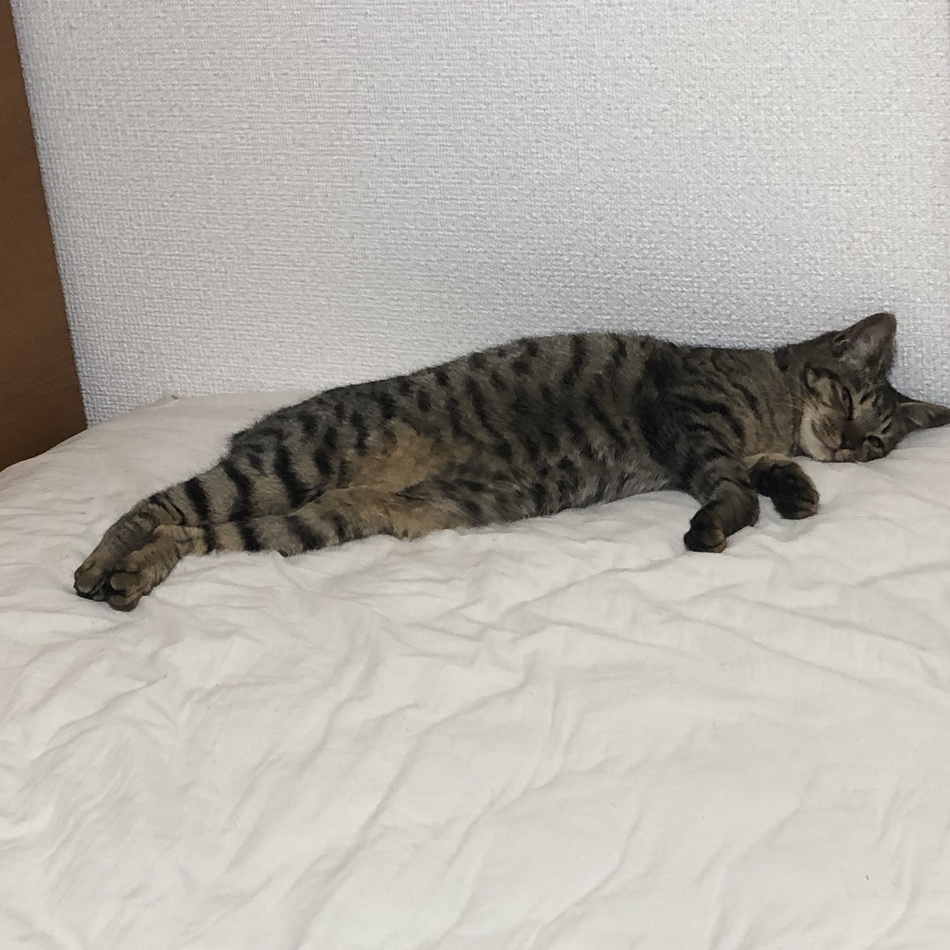 トトのカバー写真