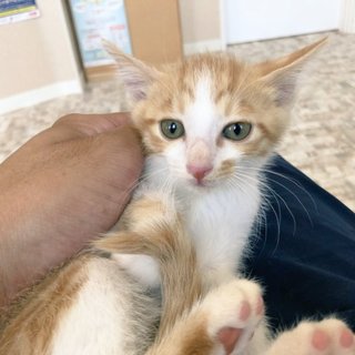 地域猫現場に遺棄}【ΦωΦ】{４頭保護①