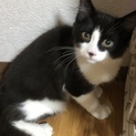 大切にしてくれる方を募集しています。