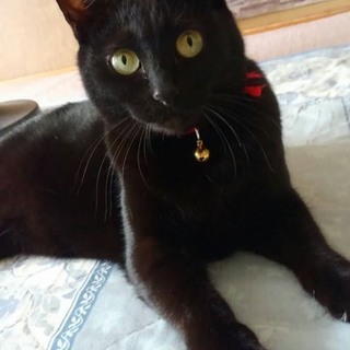 あかり、里親さま決定！ありがとうございました♥️