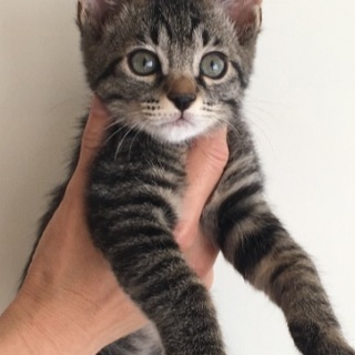 メイ♡しあわせにゃんこになりました