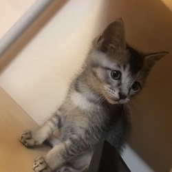猫里親会inつくば(子猫2匹のみ)