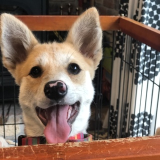 可愛い子犬の女の子(*^_^*)