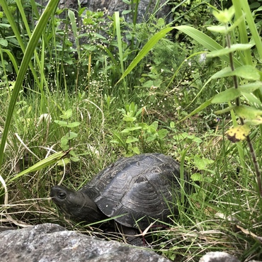 庭に迷い込んだ野良亀。毎年この時期になると川から上がってくるみたいです。