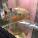 錦鯉3匹の里親募集です！