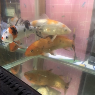 錦鯉3匹の里親募集です！