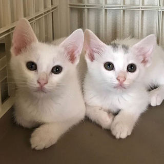 愛くるしい兄妹、ダイヤのエース♫