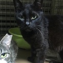 2歳　黒猫　かすみちゃん