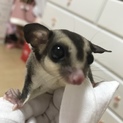 フクロモモンガ♂里親さん募集です。