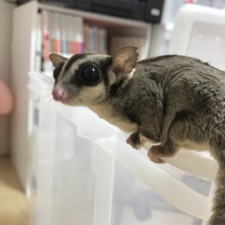 フクロモモンガ♀里親募集