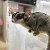 フクロモモンガ♀里親募集 サムネイル1