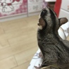 フクロモモンガ♀里親募集 サムネイル2