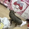 フクロモモンガ♀里親募集 サムネイル3