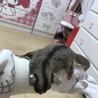 フクロモモンガ♀里親募集 サムネイル4