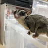 フクロモモンガ♀里親募集 サムネイル5