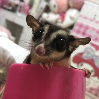 フクロモモンガ♀里親募集