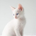 白子猫 ふたばちゃん 里親様募集