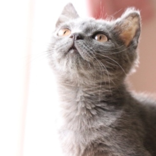 ピッコロ♡しあわせにゃんこになりました