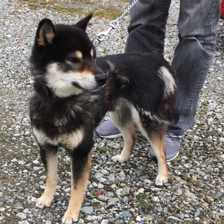 怖がり柴犬 二歳