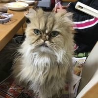 ポンタ