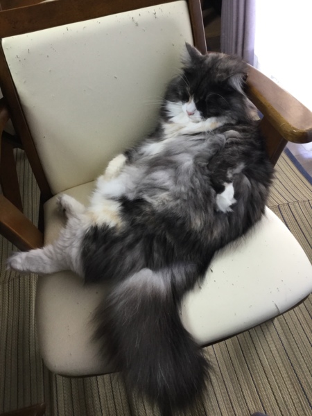 モカ