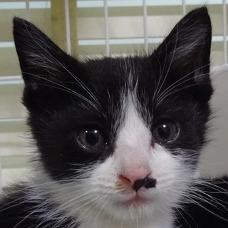 ★生後４週★黒白オス★ハチワレ★ソックス★シロくん