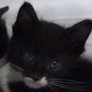 ★生後４週★黒白オス★シロヒゲ★ソックス★クロくん