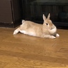 ヨシ家