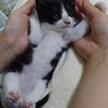 ★生後４週★黒白オス★ハチワレ★ソックス★シロくん サムネイル2