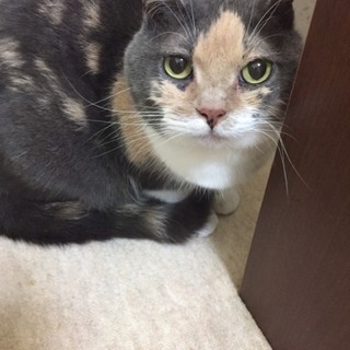 取り残された三毛スコティッシュ１０歳