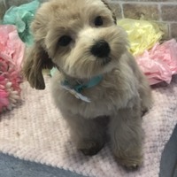 茶々丸